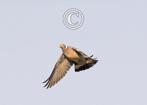  Wood Pigeon in Flight DM1770